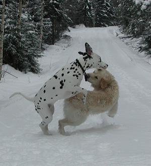 Della och Onni i snön